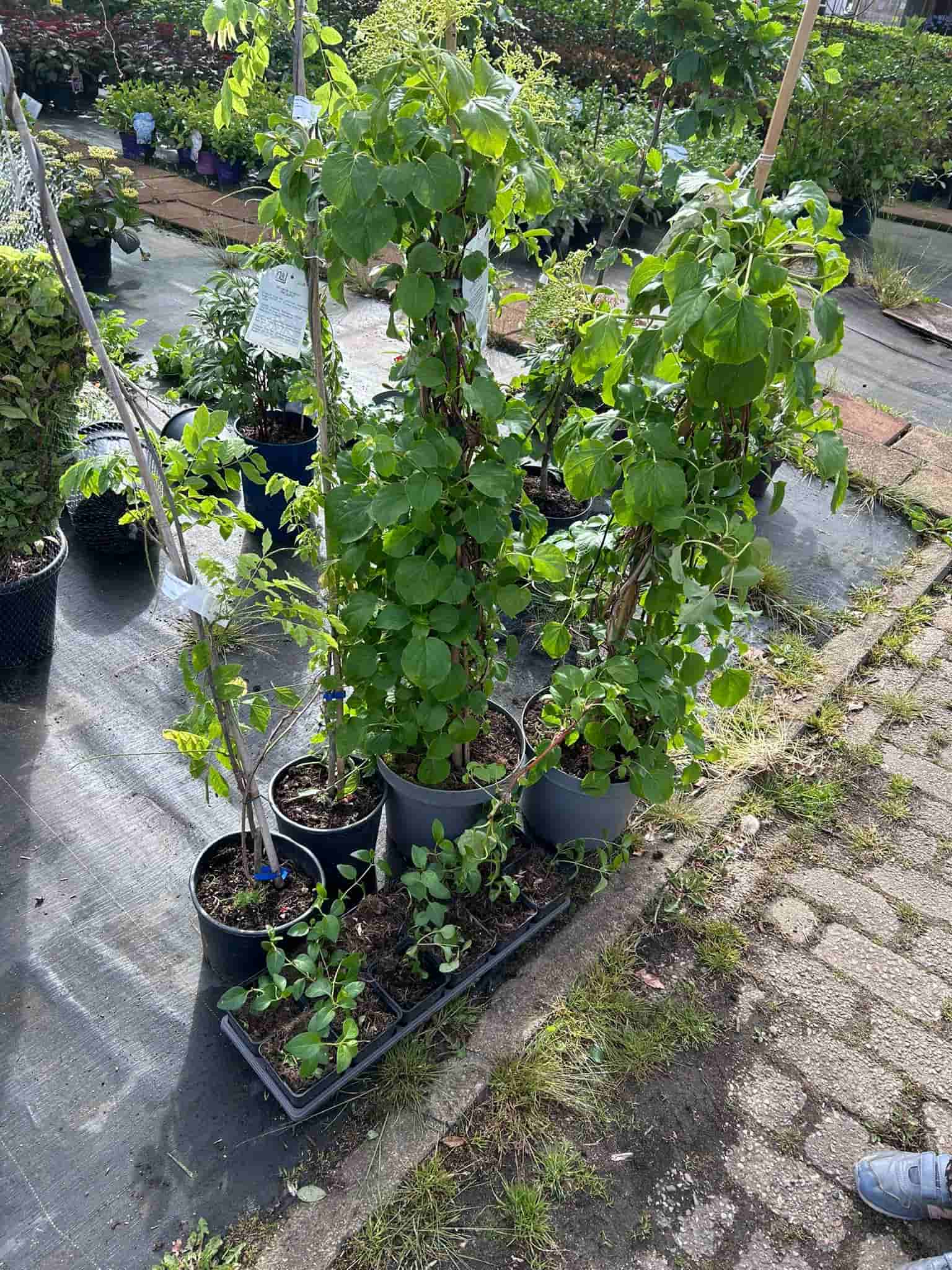 optimized nieuwe planten