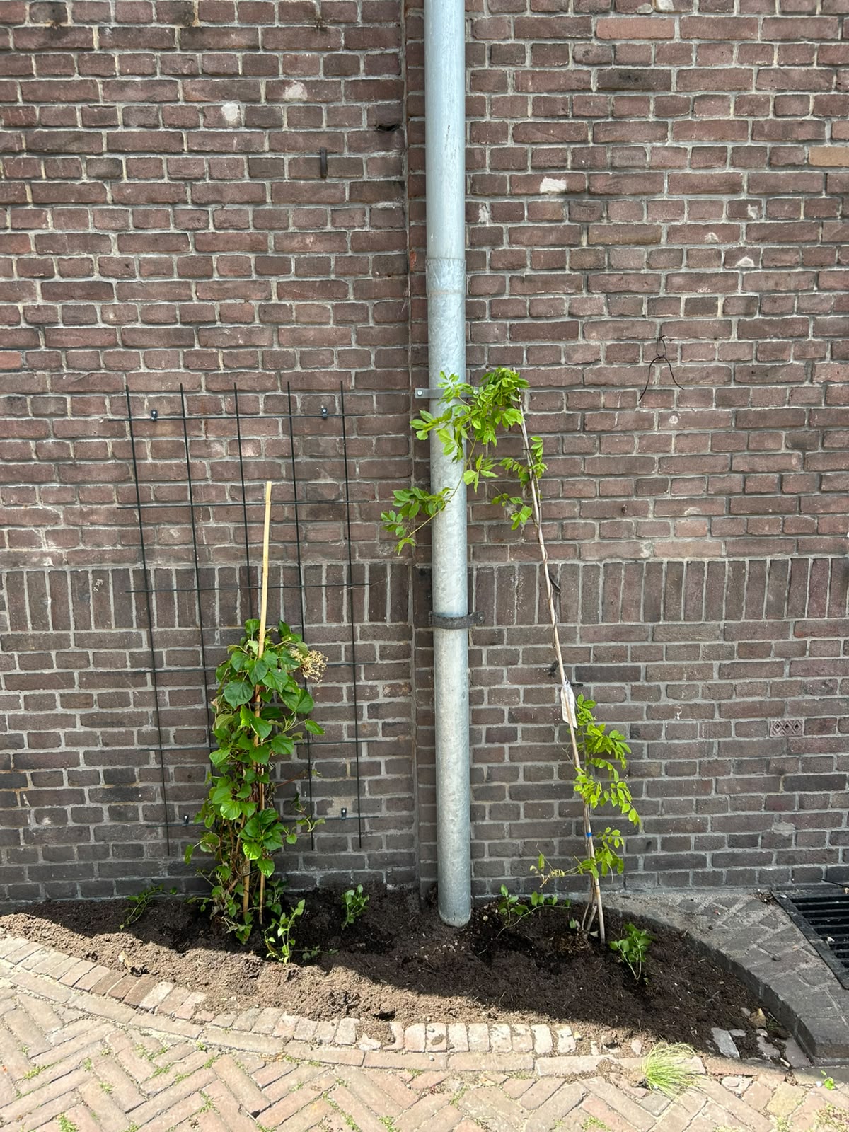 plant